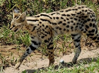 chat Serengeti